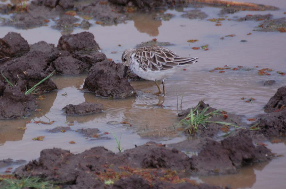 Tanzania - Combattente?  S, Philomachus pugnax